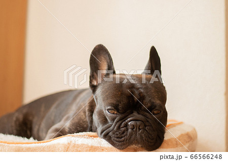 ベッドで寝ているフレンチブルドッグの写真素材