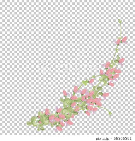萩の花水彩画 66566591