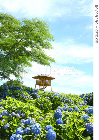 紫陽花公園 66566708