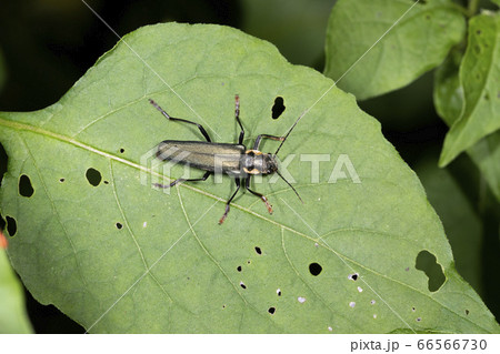 アオジョウカイ アオジョウカイ 66566730