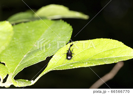 エゴツルクビオトシブミ 66566770