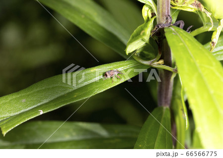 オビモンハナゾウムシ 66566775