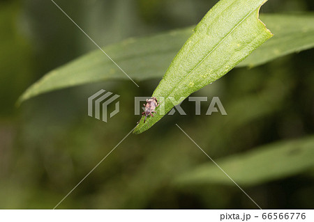 オビモンハナゾウムシ 66566776