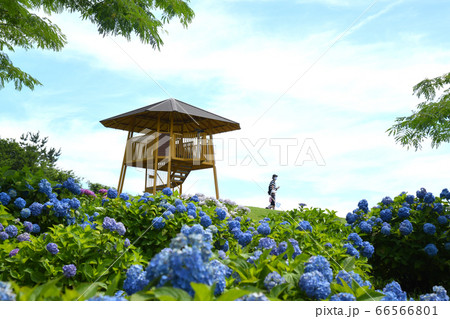 紫陽花公園 66566801