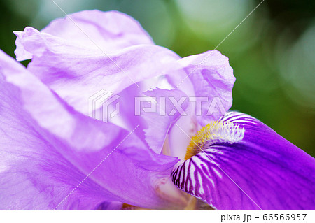 マクロ撮影ハナショウブ 66566957