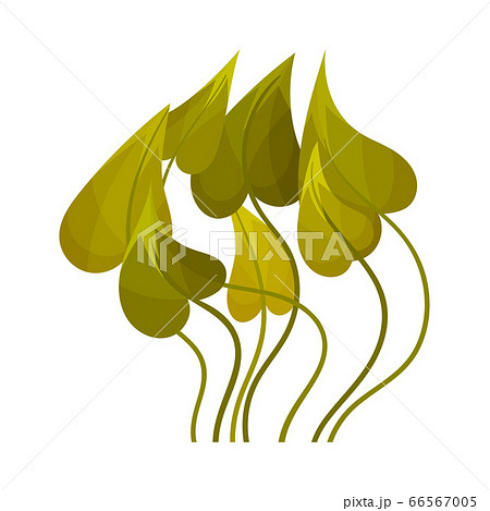 Green Seaweed as Multicellular Marine Algae Vector Illustration 66567005