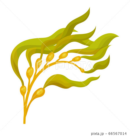 Green Seaweed as Multicellular Marine Algae Vector Illustration 66567014