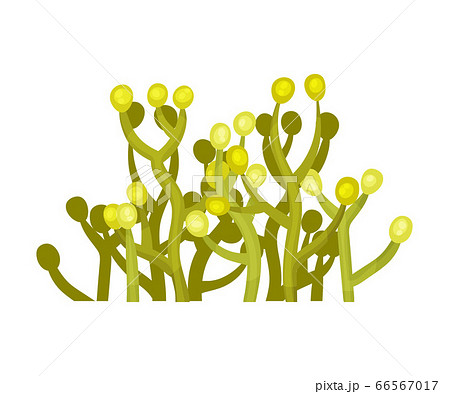 Green Seaweed as Multicellular Marine Algae Vector Illustration 66567017