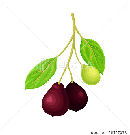 Green Leafy Branch of Sandalwood with Berries Vector Illustration Green Leafy Branch of Sandalwood with Berries Vector Illustration 66567038