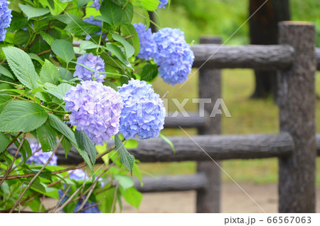 紫陽花　鶴見緑地公園（大阪）にて 66567063