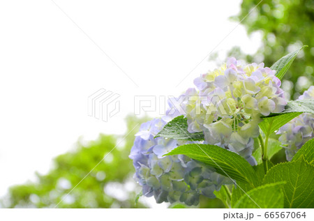 紫陽花 鶴見緑地公園(大阪)にて 紫陽花 鶴見緑地公園(大阪)にて 66567064