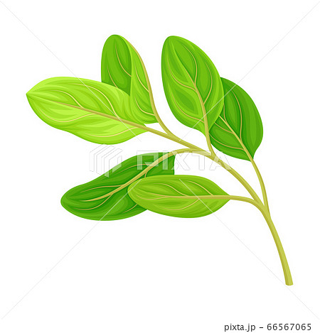Green Leafy Branch of Sandalwood Isolated on White Background Vector Illustration Green Leafy Branch of Sandalwood Isolated on White Background Vector Illustration 66567065