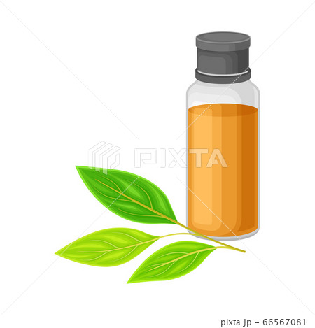 Glass Bottle with Essential Oil of Sandalwood and Leafy Tree Branch Rested Nearby Vector Illustration 66567081