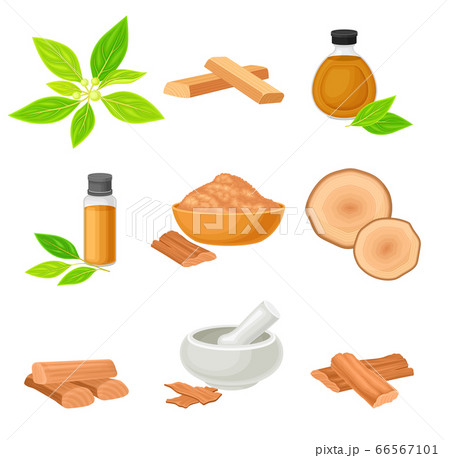 Sandalwood Tree Branch and Fragrant Powder in Bowl Vector Set Sandalwood Tree Branch and Fragrant Powder in Bowl Vector Set 66567101