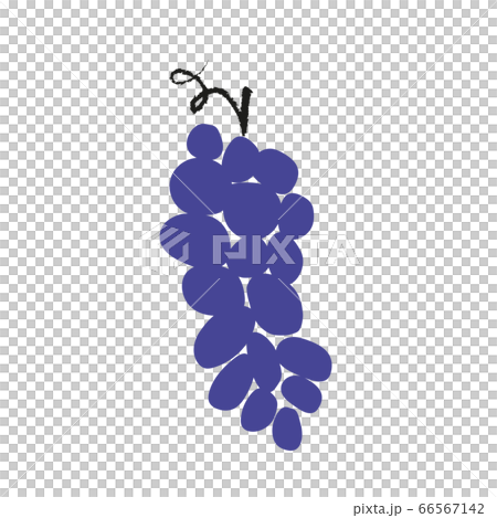 grape 66567142