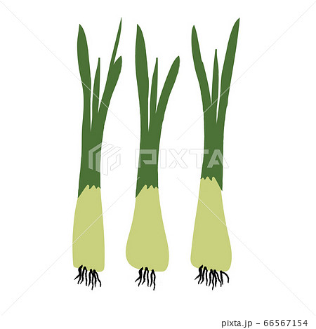 spring onions 66567154
