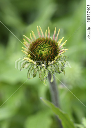 Coneflower Primadonna Tiefrosa 66567403
