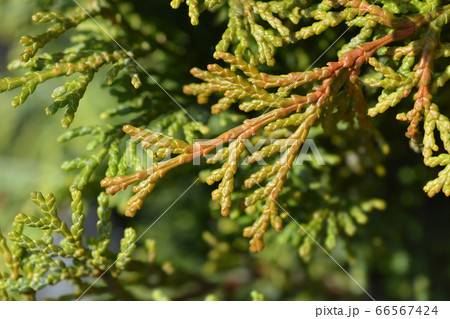 Hinoki cypress Pygmaea 66567424