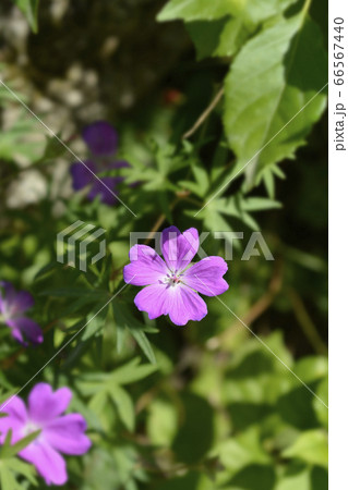 Bloody cranesbill 66567440