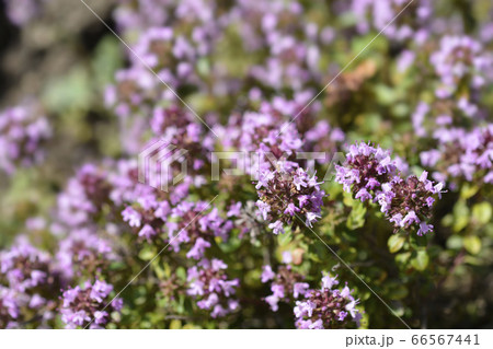 Larger wild thyme 66567441
