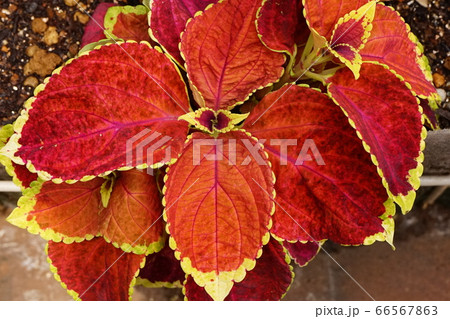 コリウス 観葉植物の写真素材