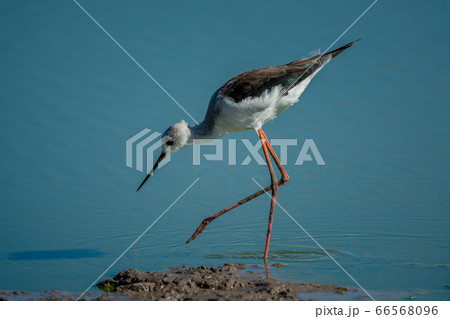 Immature black-winged stilt wades in shallow water Immature black-winged stilt wades in shallow water 66568096