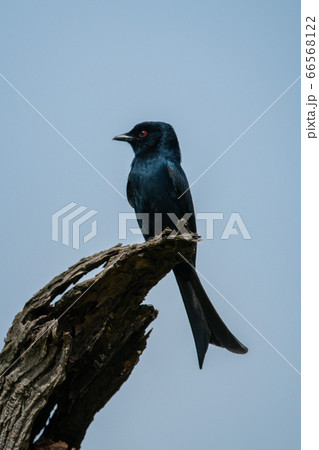 Fork-tailed drongo on dead tree stump Fork-tailed drongo on dead tree stump 66568122