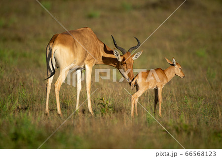Female Coke hartebeest nuzzles baby in savannah Female Coke hartebeest nuzzles baby in savannah 66568123