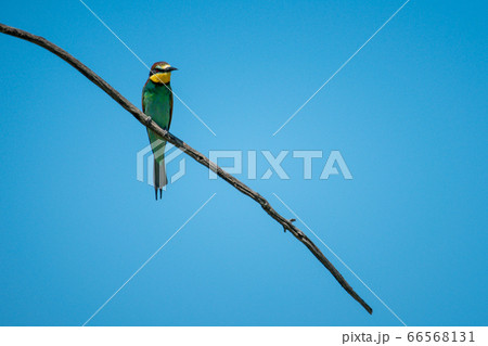 European bee-eater on branch under blue sky European bee-eater on branch under blue sky 66568131