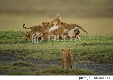Cub approaches others surrounding lioness on grass Cub approaches others surrounding lioness on grass 66568144