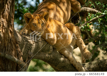 Close-up of two lion cubs in trees Close-up of two lion cubs in trees 66568149