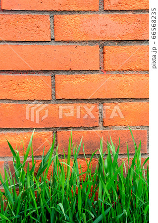 Fresh green grass and red brick wall. 66568235
