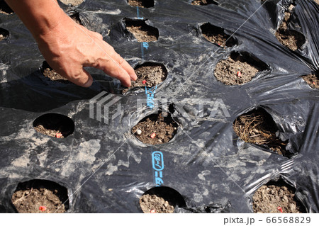 トウモロコシの直播 66568829