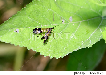 ヤマトシリアゲ 66569173