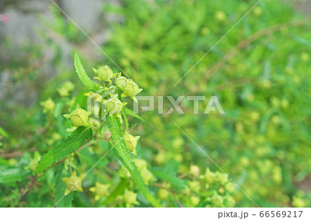 黄緑色のタカサゴフヨウの蕾 黄緑色のタカサゴフヨウの蕾 66569217