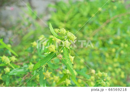 黄緑色のタカサゴフヨウの蕾 黄緑色のタカサゴフヨウの蕾 66569218