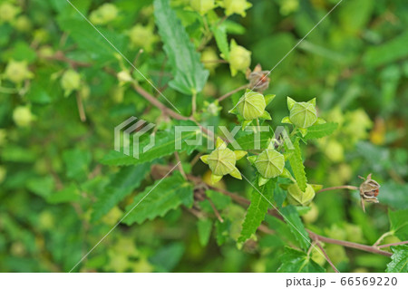 黄緑色のタカサゴフヨウの蕾 66569220