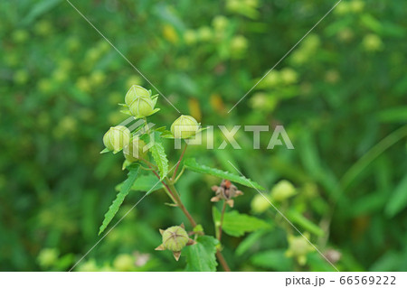 黄緑色のタカサゴフヨウの蕾 66569222