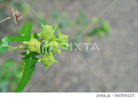 黄緑色のタカサゴフヨウの蕾 66569225