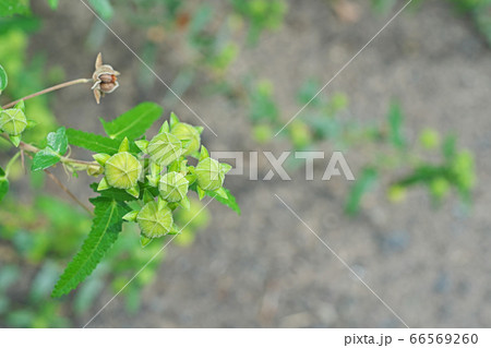 黄緑色のタカサゴフヨウの蕾 66569260