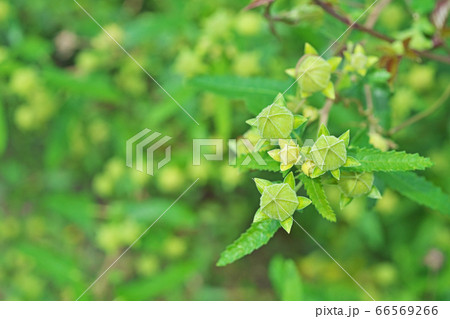 黄緑色のタカサゴフヨウの蕾 黄緑色のタカサゴフヨウの蕾 66569266