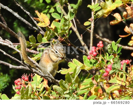 シマリス / Chipmunk 66569280