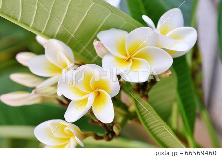プルメリア 66569460