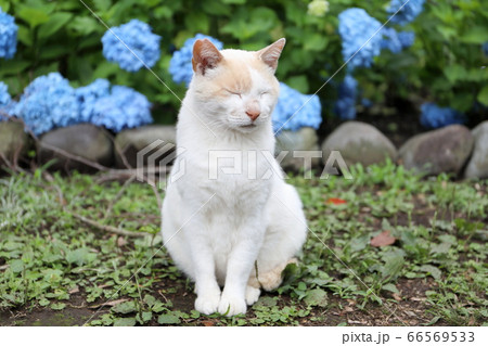 猫の視線 66569533