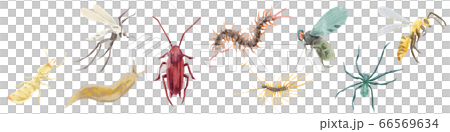 害虫9種水彩イラスト 害虫9種水彩イラスト 66569634