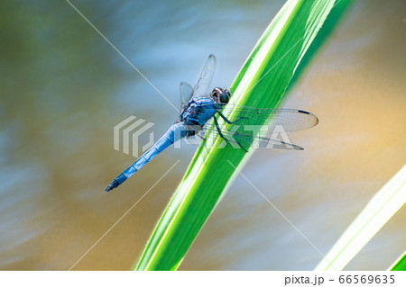 草の葉にとまるオオシオカラトンボのオス 66569635