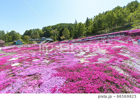 ニセコの芝桜庭園 / 北海道倶知安町の観光イメージ ニセコの芝桜庭園 / 北海道倶知安町の観光イメージ 66569825