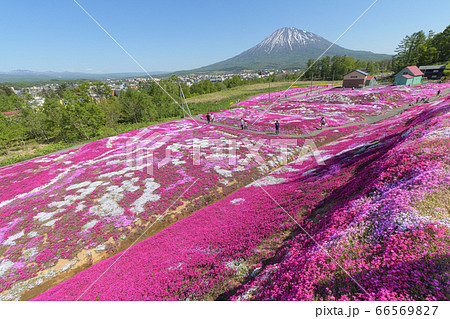 ニセコの芝桜庭園 / 北海道倶知安町の観光イメージ ニセコの芝桜庭園 / 北海道倶知安町の観光イメージ 66569827