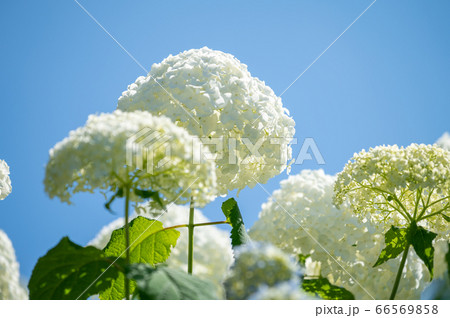 秋常山古墳(能美古墳群)の紫陽花/6月撮影/石川県能美市 秋常山古墳(能美古墳群)の紫陽花/6月撮影/石川県能美市 66569858