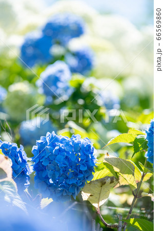 秋常山古墳（能美古墳群）の紫陽花／6月撮影／石川県能美市 66569860